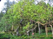 勝源院の逆ガシワの写真1