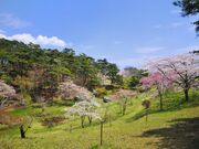 君ヶ岡公園の桜の写真1