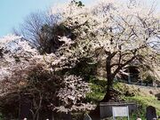 太夫桜の写真1