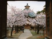 薬師堂の桜の写真3