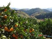 みかん園の写真2