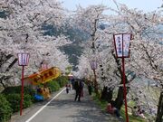 武丈公園の桜の写真1