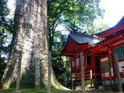 八村スギの写真1