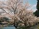 日向神ダムの千本桜の写真4