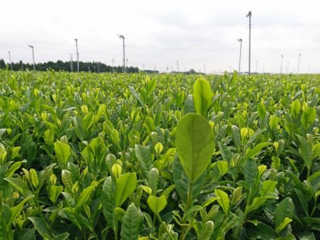 いわた茶の栽培の写真1