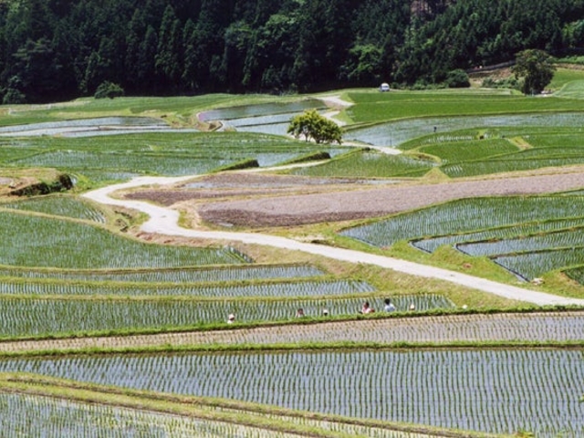 坂本棚田の写真1