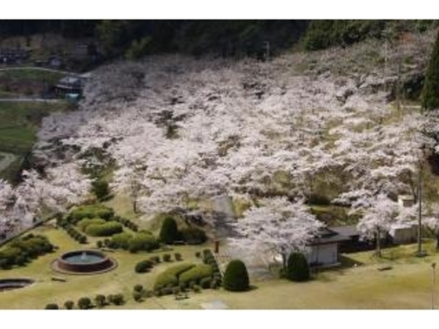 大杉ダム自然公園の桜の写真1