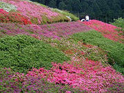 姫の沢公園のツツジの写真2