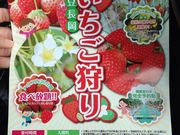 伊豆長岡いちご狩りセンターの写真3