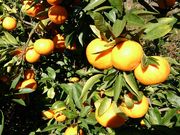 ないぜしぜん村の写真3