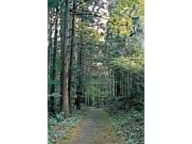 意外と整備が行き届いているので安心な山道_三国路自然遊歩道