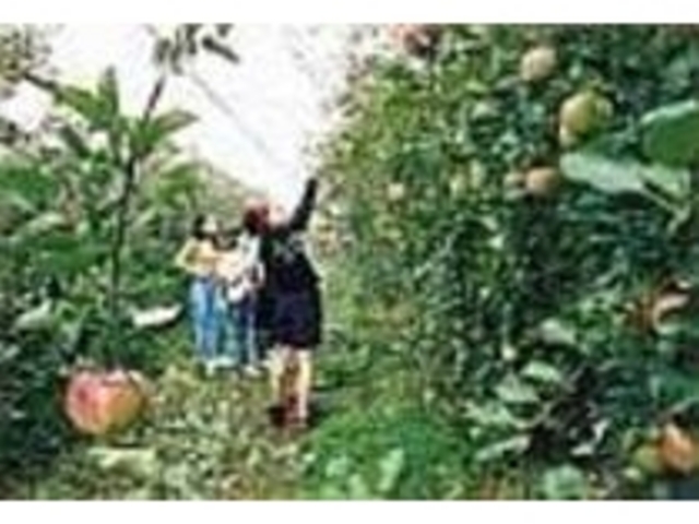 とって楽しく、食べておいしいりんご狩り_世羅つくし農園