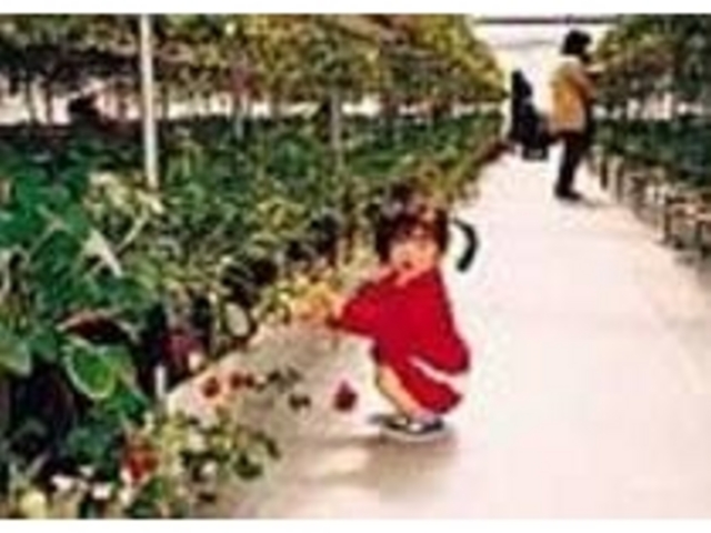 ほっぺのように真っ赤なイチゴを摘もう_久万農業公園アグリピア