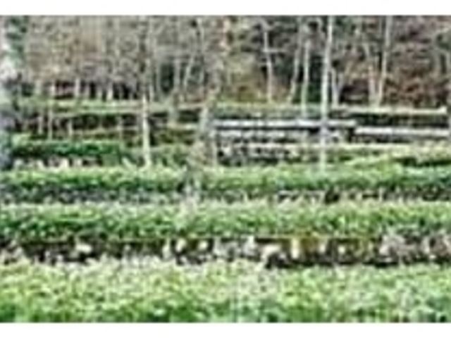 天城山麓の湧水で栽培しているわさび田_わさびの大見屋・石庭わさび園
