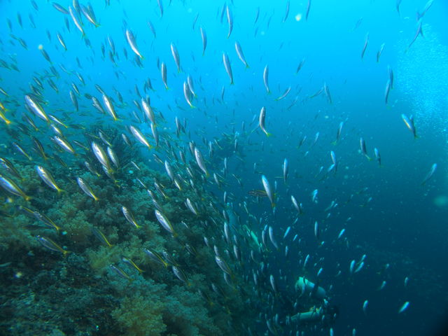 地先の魚が濃厚に群れるのが熱海の特徴です。通年群れた魚たちが観察できますよ。_ダイビングサービス熱海