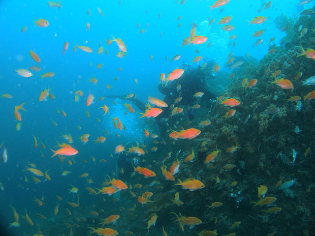 華やかなハナダイが浅場から群れているのも熱海の魅力のひとつ_ダイビングサービス熱海