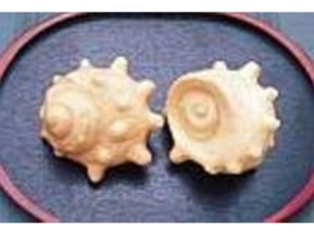 粒あんたっぷりの食べごたえあるサザエ最中_清月堂駅前店