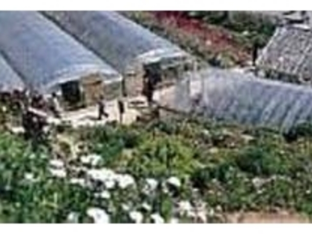 まるで植物園のように花が咲き乱れる_大瀬花狩り「成晃園」