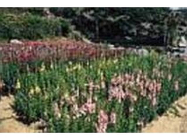 暖かい南伊豆では冬も露地栽培の花が咲く_大瀬花狩り「成晃園」