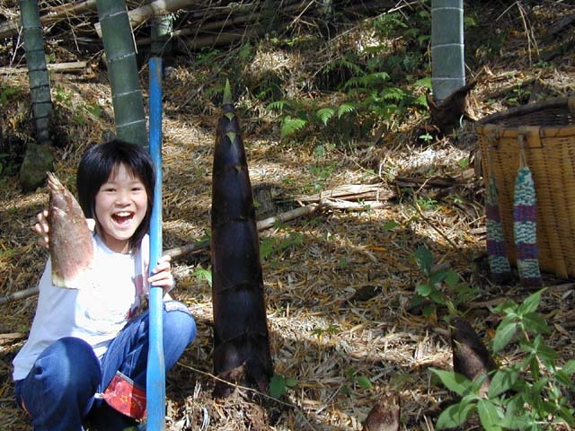 春の竹の子狩り一条の筍はアクが少ないので水で茹でるだけでOK(ヌカ不要)_一条竹の子村