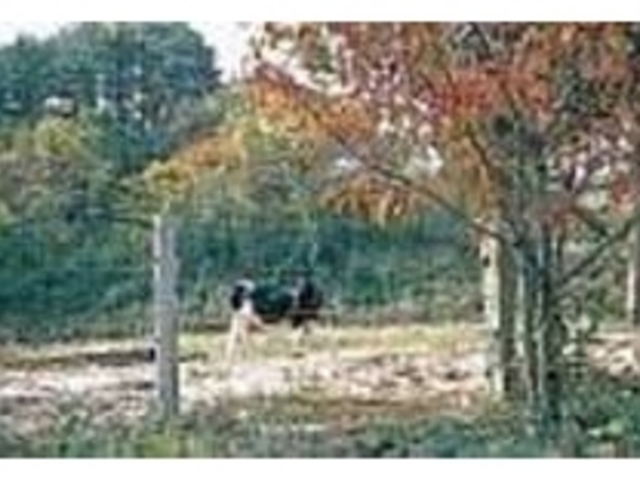 5〜10月にはのんびり草を食む牛と会える_砂谷牛乳