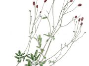 小さな美術館 軽井沢草花館の写真2