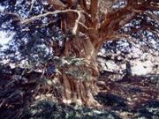 宮ノ入のカヤの写真1