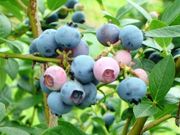 果実の里 原田農園の写真3