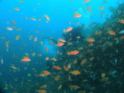 ダイビングサービス熱海の写真3