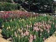 大瀬花狩り「成晃園」の写真2