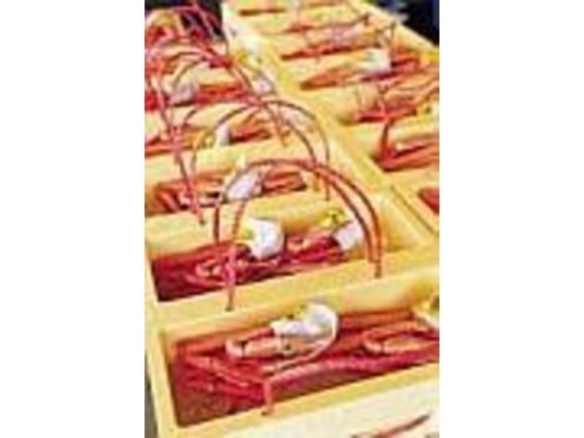 山陰の冬の味覚の代表と言えばやっぱりカニ_朝市きのさき