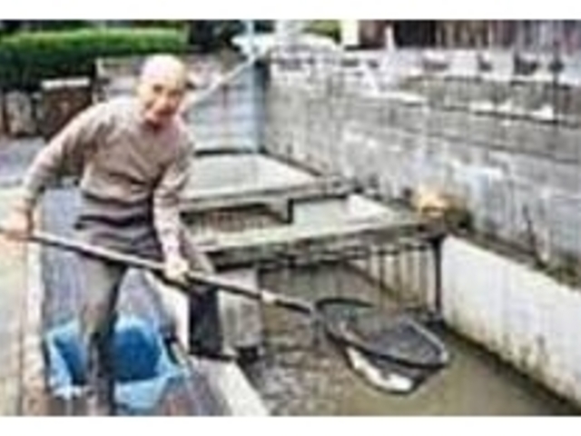 生け簀から活のいい鯉を上げ、そのまま調理_双葉養魚