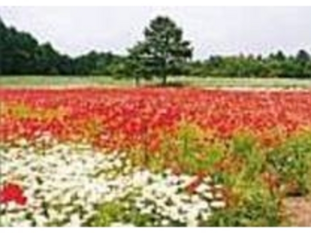 ポピーの花の見頃は5月下旬から6月中旬頃_清里フラワーパーク