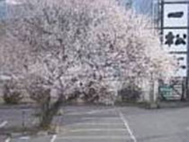 春になると、「ろとう桜」があたりを彩る_手打ちそば処 一松亭
