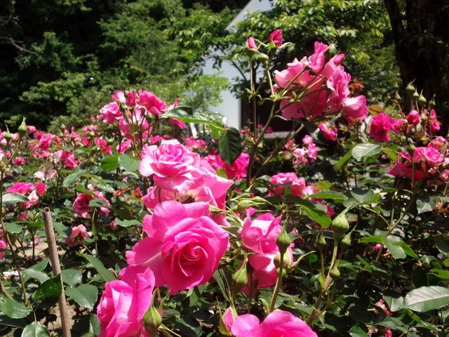 5月下旬〜6月上旬と10月下旬にはガーデンの60種400株の薔薇が咲き乱れます。_ホテル龍登園