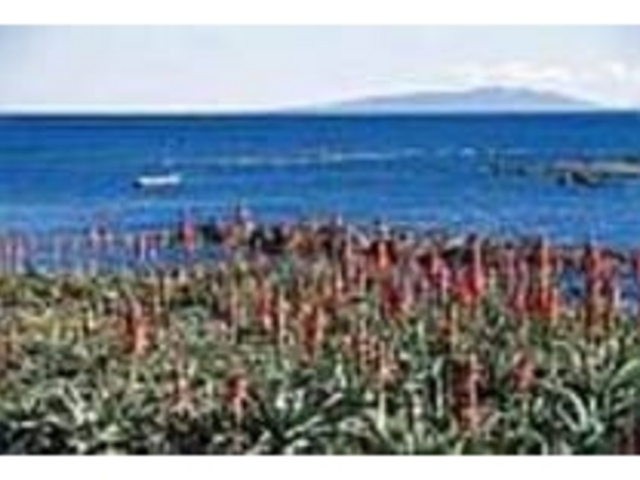伊豆大島まで見渡せ、眺望も抜群のスポット_アロエの里