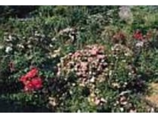 初夏には色とりどりのバラの花が一面に咲く_七里バラ園