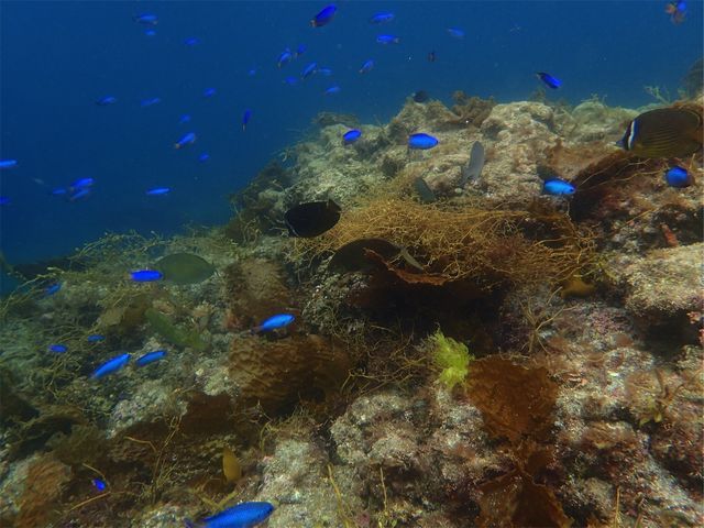 ソラスズメダイはみんなの人気者です♪_弓ヶ浜カヌースクール