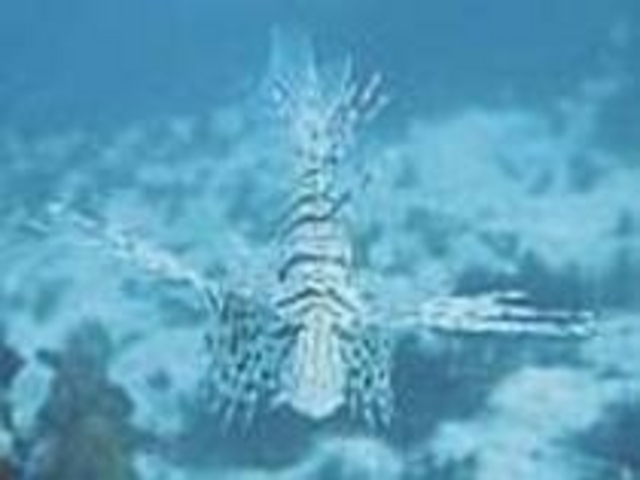 ミノカサゴなど珍しい魚に会えるのも楽しみ_サーフサイド菖蒲沢