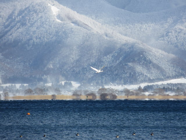 白鳥浜(白鳥飛来地)