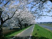 桜川の桜の写真1