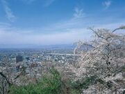 水道山の桜の写真1