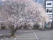 手打ちそば処 一松亭の写真2