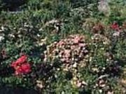 七里バラ園の写真1