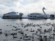 白鳥浜(白鳥飛来地)の写真1
