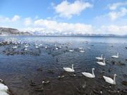 白鳥浜(白鳥飛来地)の写真3
