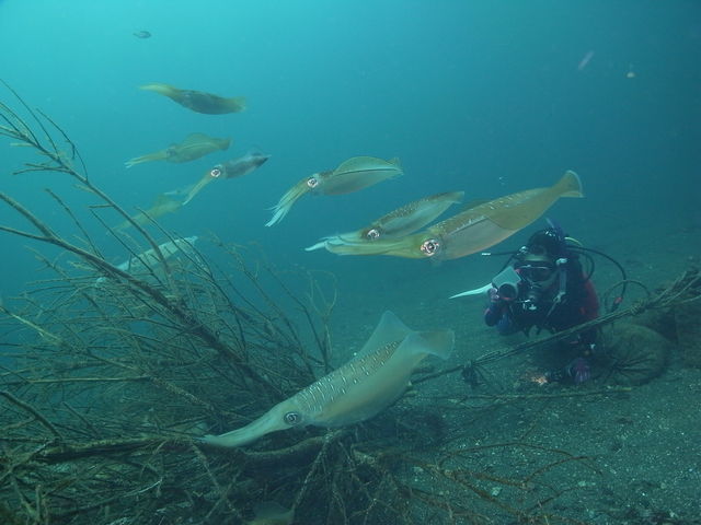 アオリイカの産卵SHOW!_SHARK EYE