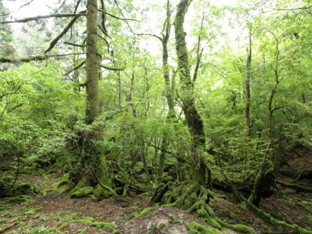苔の森へ_屋久島ガイド山好き