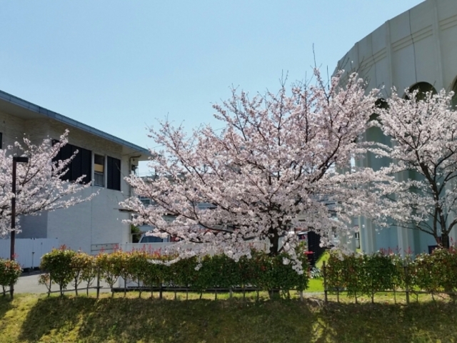 武内きもの着付教室