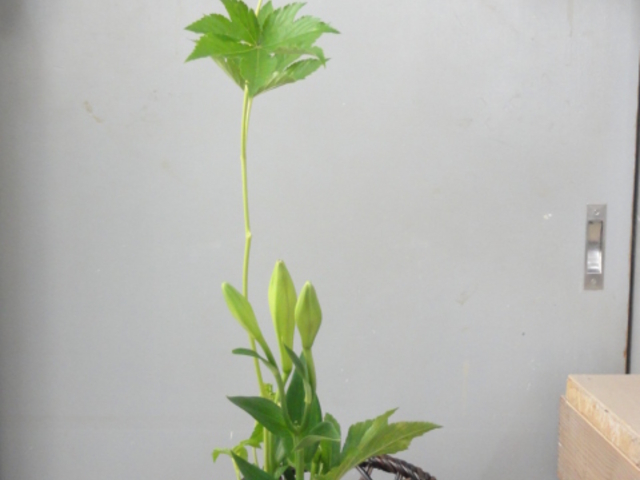 華道香山流茶花教室